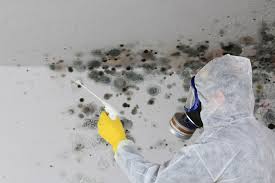 Professional Mold Removal & Remediation in Braidwood, IL